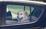 Have pooch, will travel: how to keep your pets safe in the car