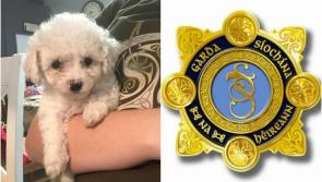 Garda&iacute; investigate theft of expensive dogs 