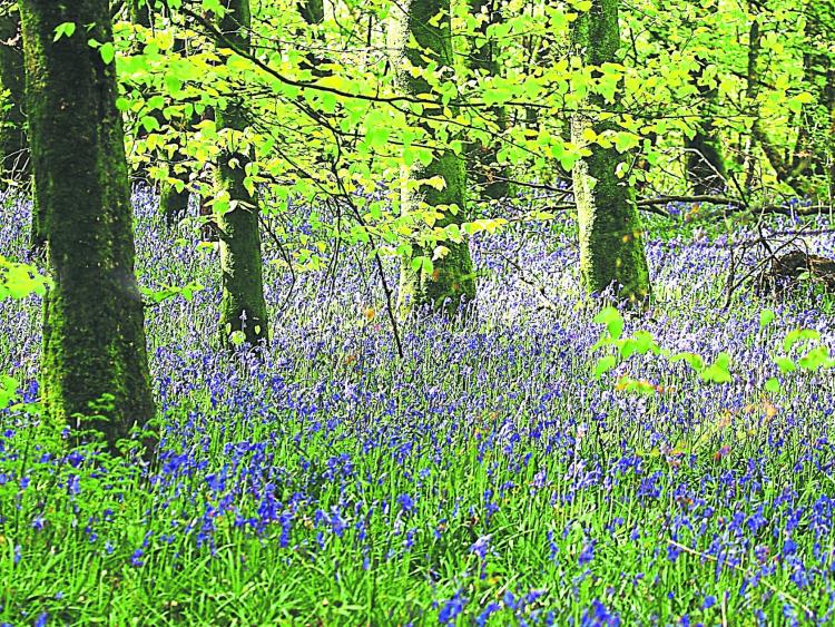 Bluebells