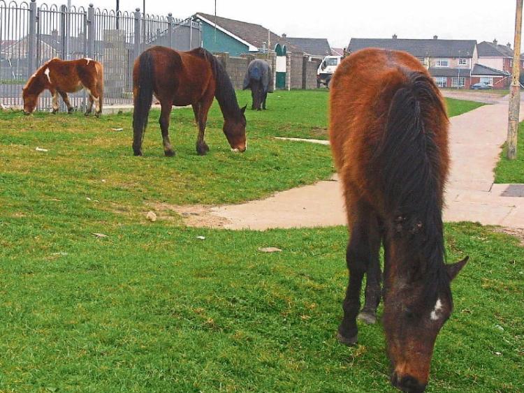 &euro;100k spent putting down 100 horses