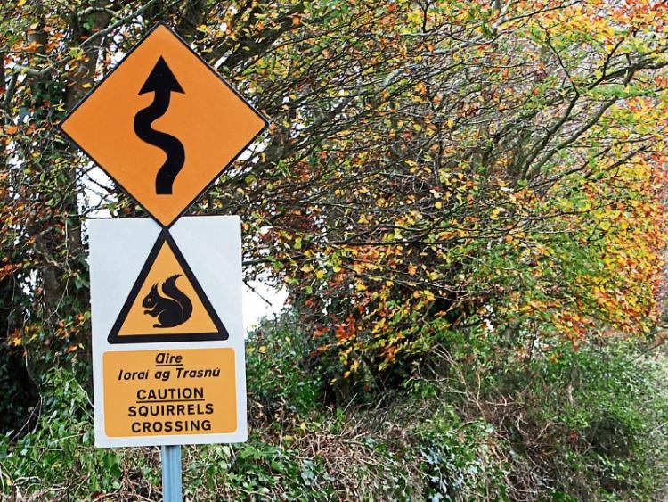 Drivers warned of squirrels