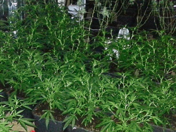 Extra Garda&iacute; result in a doubling of drug detections