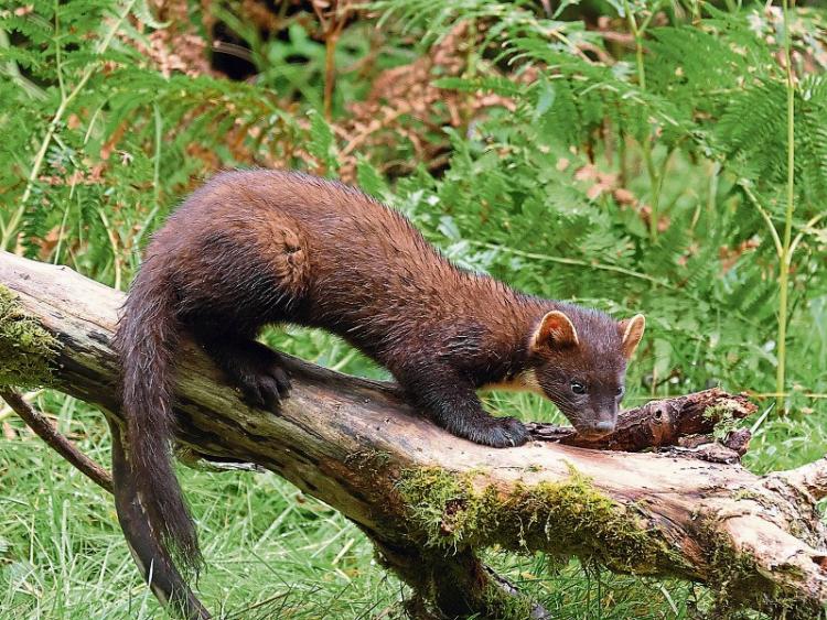 Laois meeting to debate 'divided' views on pine marten