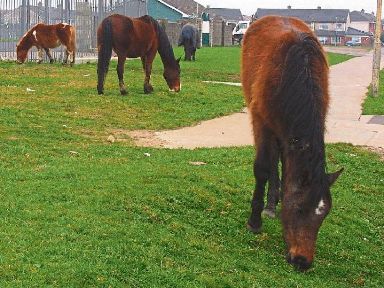 57 stray horses seized in Laois so far in 2016