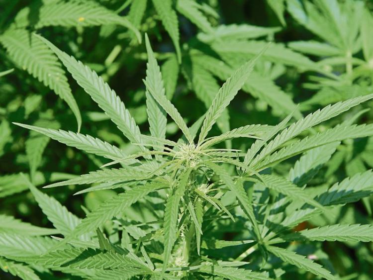 Court - Seven cannabis plants valued by garda&iacute; at &euro;5,600 'for personal use'