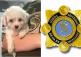 Garda&iacute; investigate theft of expensive dogs 