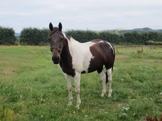 A piebald horse (not the horse impounded).