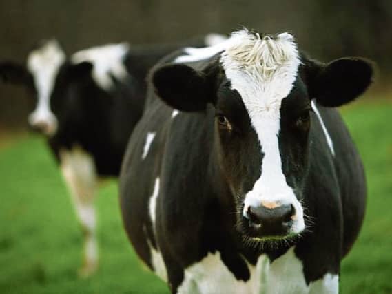 Milk prices: ICSA says cuts look like a 'Brexit strategy'