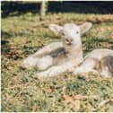 Reports suggest that up to 4,000 sheep are killed or seriously injured in dog attacks every year
