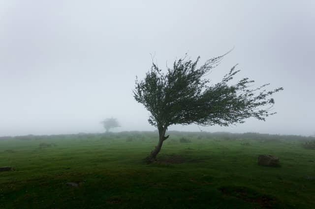 Wind warning in place for Carlow as strong gusts expected