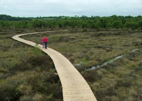 Abbeyleix Bog a preserved public wetland in Laois