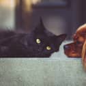 National Animal Week is set to be a landmark occasion