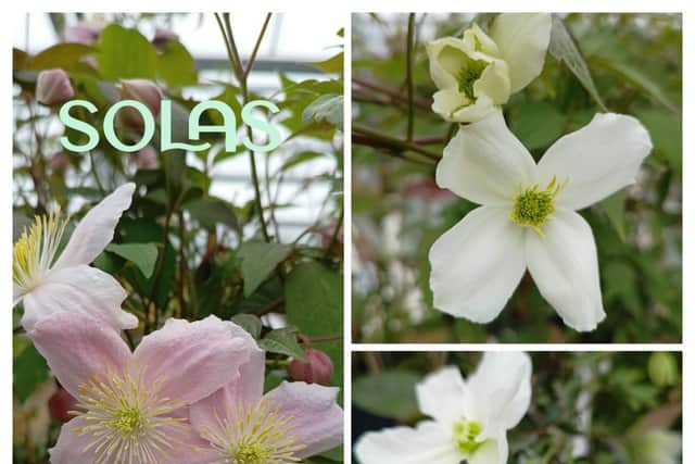 Plant of the Week: Clematis spp – With a wide range of evergreen, semi-evergreen, and deciduous varieties, Clematis can be planted in full sun to semi-shade spots. Easy to grow, they're perfect for adding colour and interest to your garden