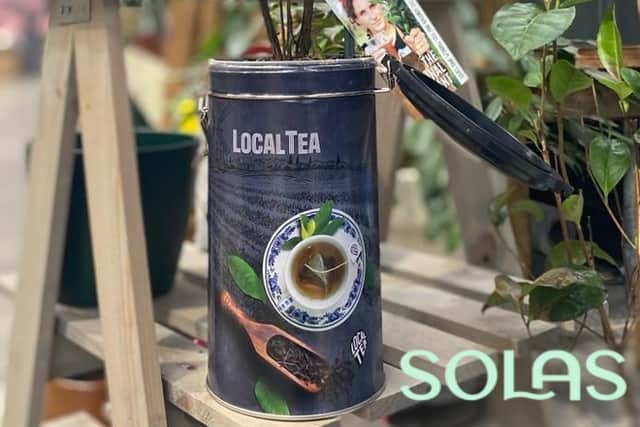 Buy in store or shop online www.thegardenshop.ie/tea-plant/