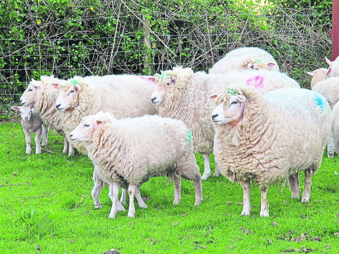 Graphic Images: Devastated Laois farmer issues appeal after sheep kill