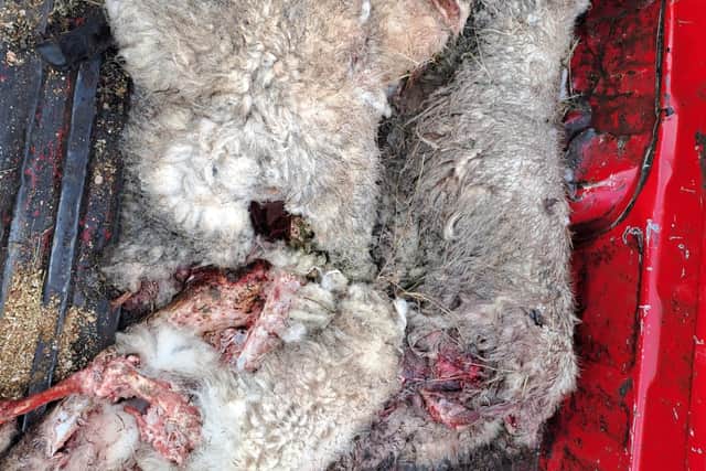 Graphic Images: Devastated Laois farmer issues appeal after sheep kill