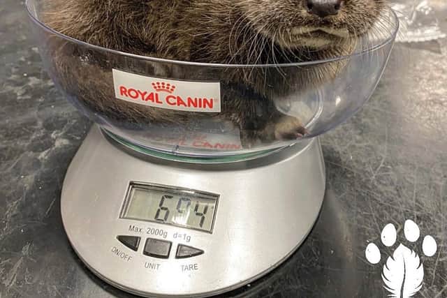 “A lady and her daughter out walking in the People’s Park in Portlaoise found it just crying on its own,” he said. 