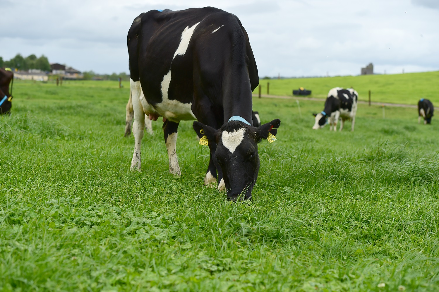 What now for dairy farming?