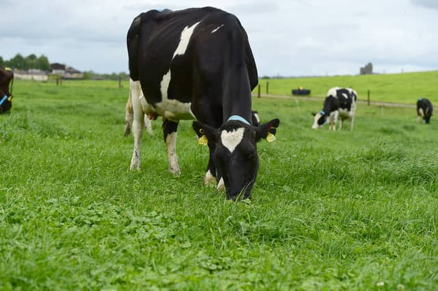 What now for dairy farming?