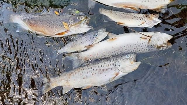 Pictures supplied by