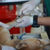 42.5% of Veterinary Professionals Experience Abnormal Levels of Stress
