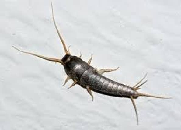 Warning of serious increase in prehistoric insect in homes in Ireland