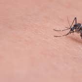 Rentokil experience 39% increase in callouts for biting insect