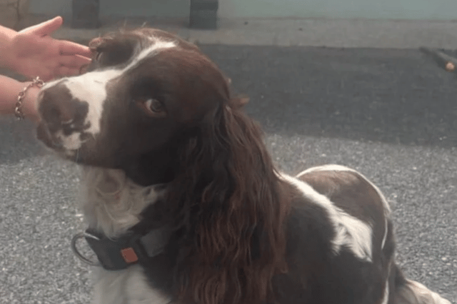 The brown and white springer spaniel named Pascal was returned to his distraught family