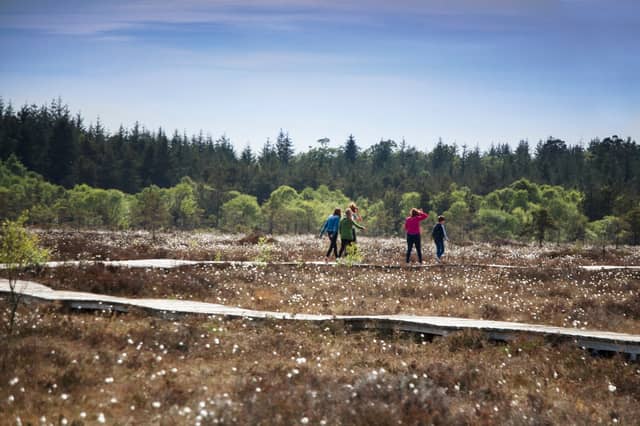 The boardwalk on Abbeyleix Bog allows the pubic to experience the conservation project.