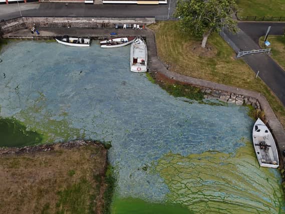 Blue-green algae on Lough Neagh