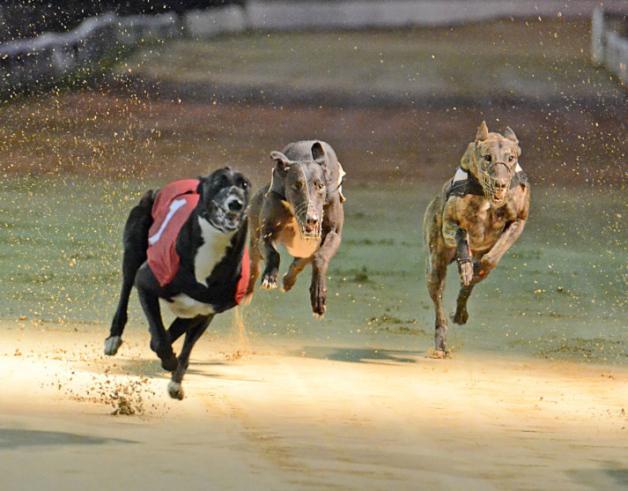 greyhound racing rte