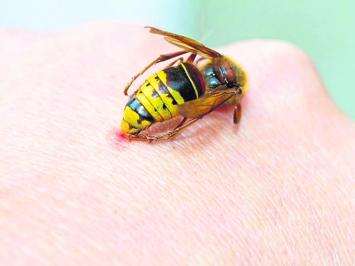 Rentokil warns of stinging danger posed by wasps during ...
