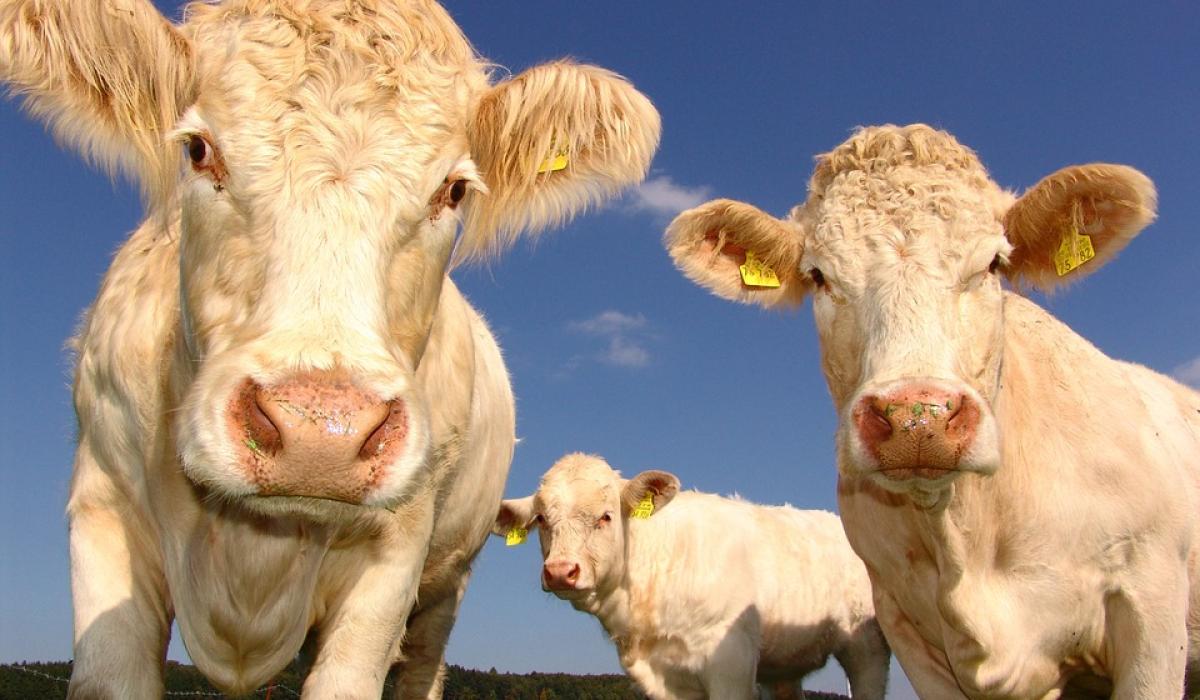 Farmers set to descend on Laois for beef trade summit