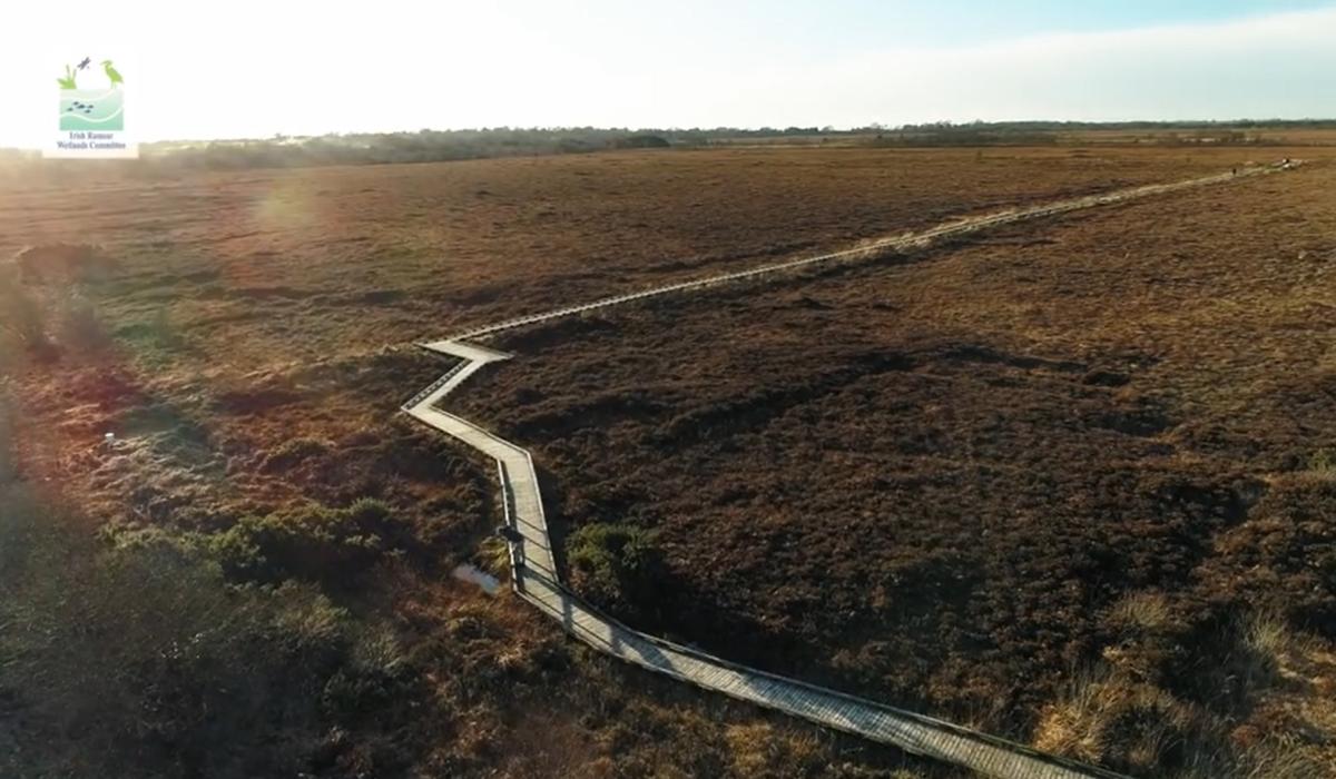 WATCH Midlands bog features in OPW World Wetlands Day video Laois Live