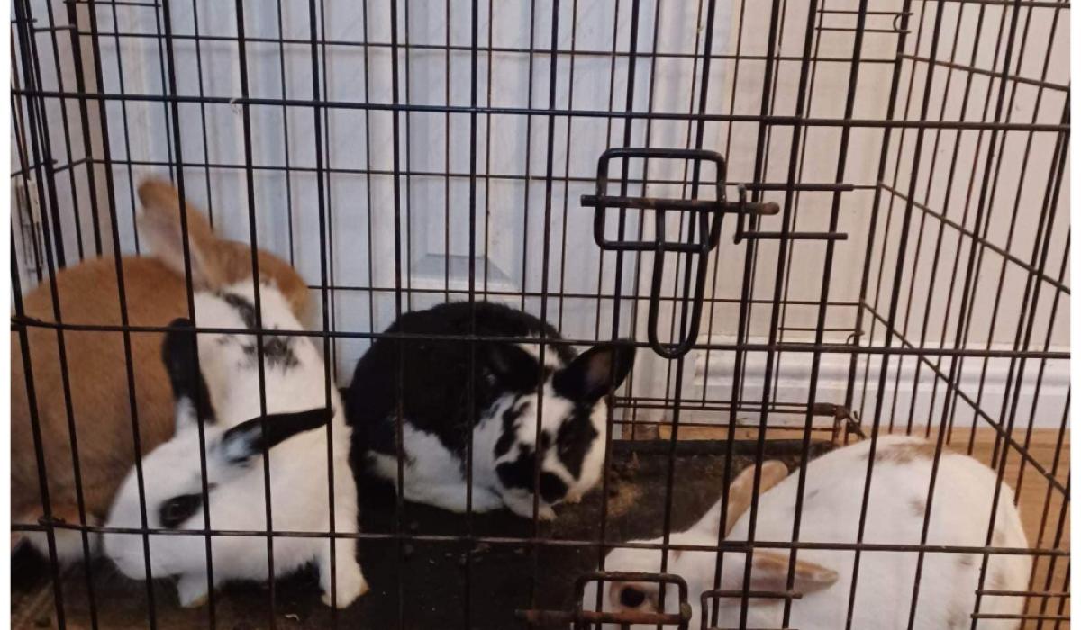 Appeal after bag of rabbits 'dumped' in Laois Laois Live