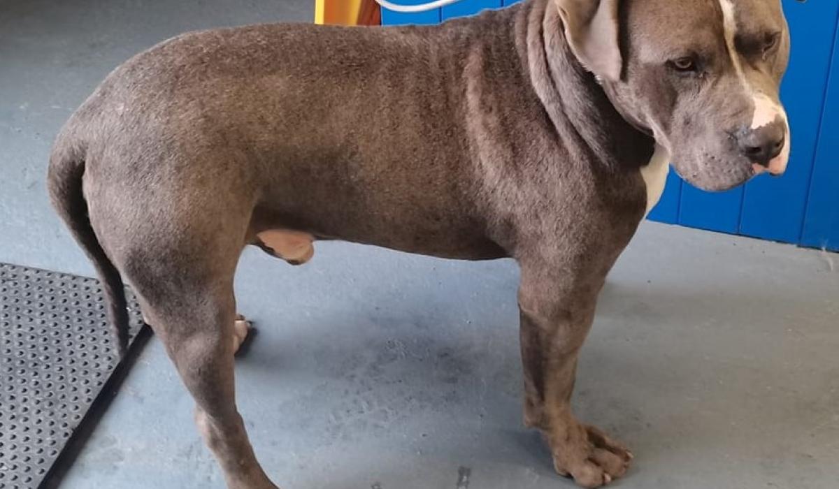 Laois Dog Pound seeking to reunite dog with owner Laois Live