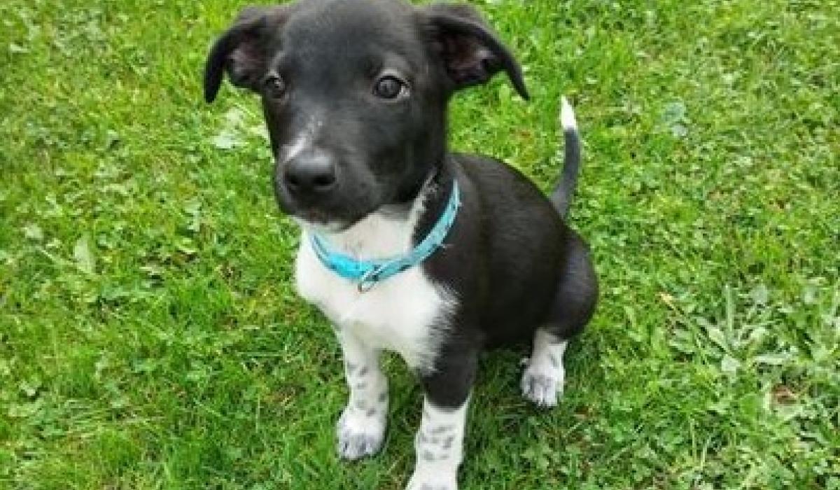 Dutiful Laois dog owners pay thousands for licences as pound report