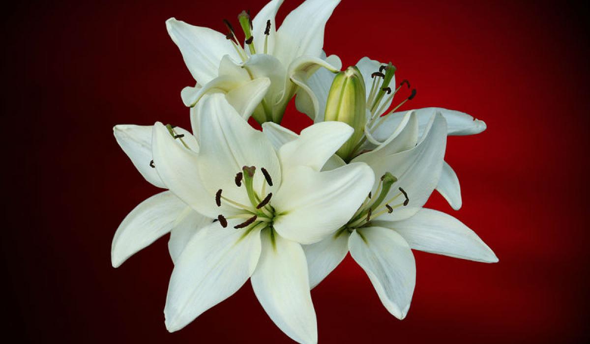 Death Notices for Laois - Bank Holiday Monday, April 6