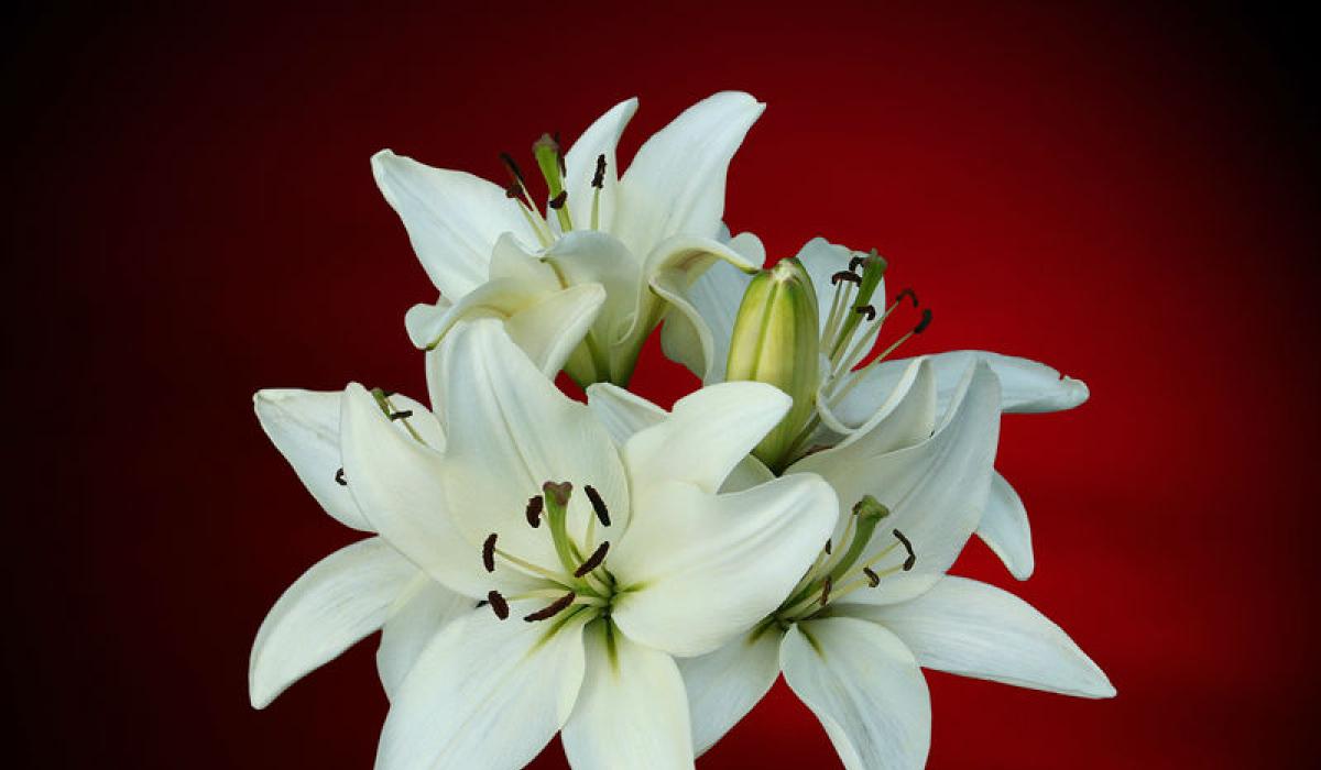 Death Notices for Laois - Wenesday, February 4