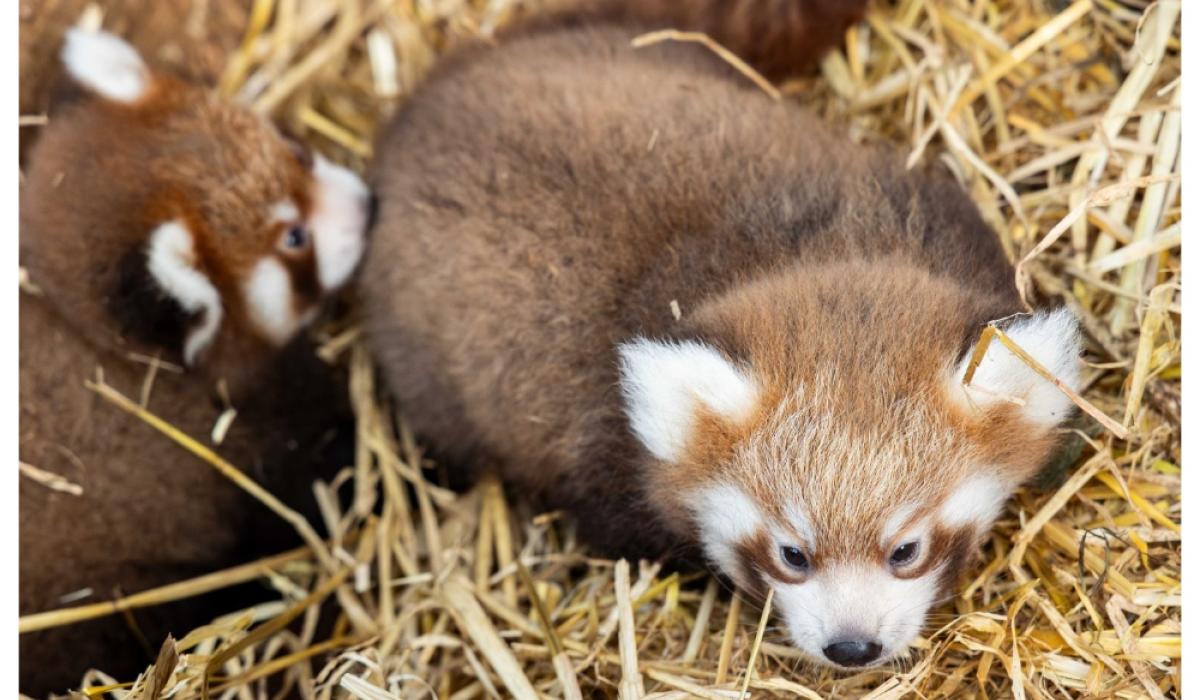 Fota Wildlife Park welcomes two rare red panda cubs and they need names!