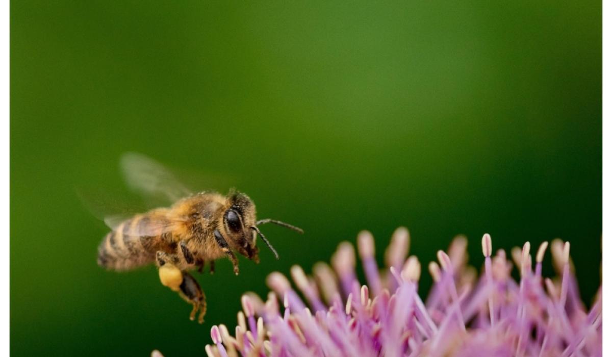 Over €40,000 earmarked for Laois community groups to boost biodiversity