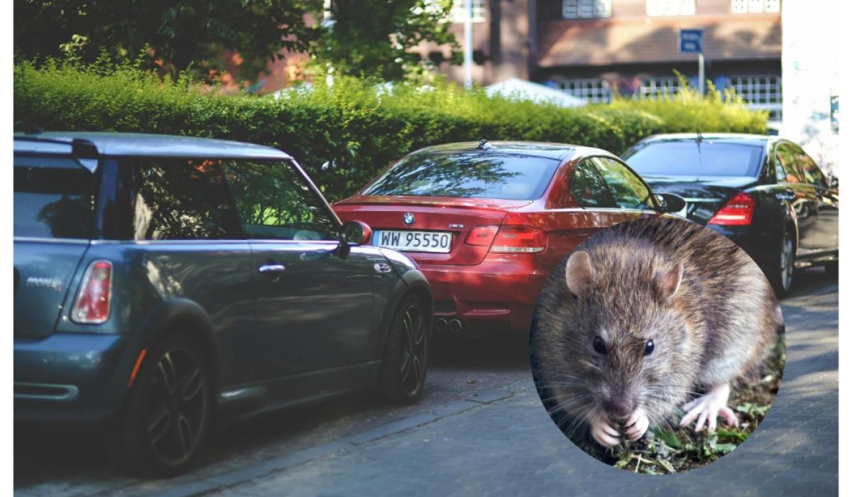 ALERT: Irish drivers warned to check cars and vans for rats after huge spike in nasty callouts