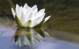 Coping with Bereavement