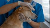 Laois veterinary small animal clinic seeks to build big premises