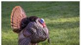 Bird Flu confirmed in large turkey flock in Laois
