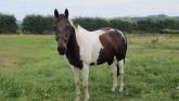 Piebald horse impounded in Portlaoise