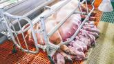 Laois councillors refuse to back ban of &lsquo;cruel&rsquo; pig farming practices