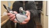 'You'd buy houses with the money spent' - Six decades of pigeon keeping in Carlow