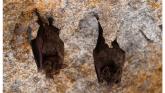 Laois' first ever bat group to be set up soon for nature enthusiasts