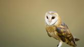 Amazing: Barn owls return to Laois thanks to your conservation efforts!